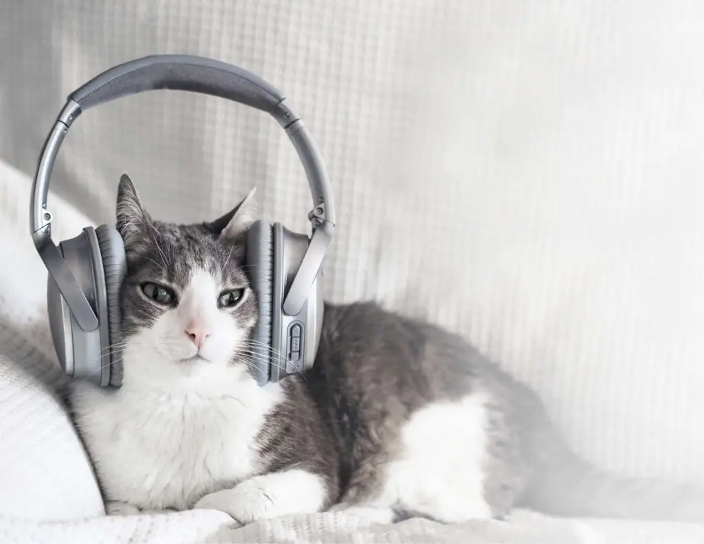 Feline Influence On Music: 15 Songs About Cats - Sonic Function